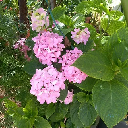 Nevenka 公寓 *